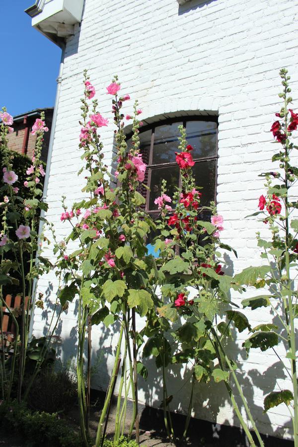 Het Aambeeld Bed & Breakfast Wanroij ภายนอก รูปภาพ
